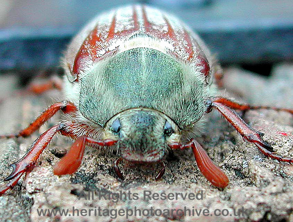 HRS 6459 Cockchafer Conwy 2004