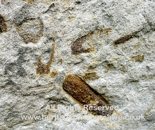 Cartmel, Priory Gatehouse, fossils