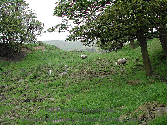 HRS 6478 Broadclough dike sheep 2005