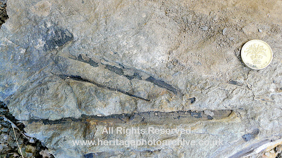 Holker, Quarry Flat ditch, Carboniferous pinnule like tree leaves