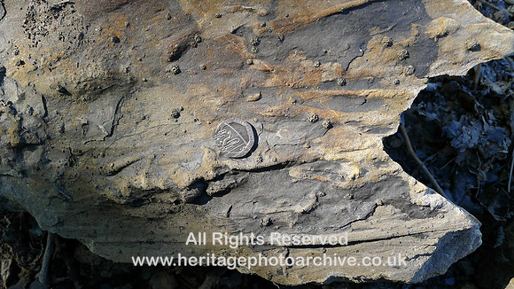 Holker, Quarry Flat ditch, Trace fossils, burrowing worm tunnels