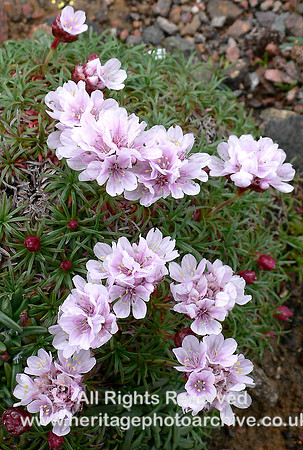 HRS 6573 Cuckoo Flower,  Esha Ness 2006