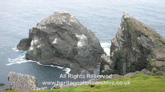 HRS 6582 Birds, Herma Ness, Muckle Flugga 2006