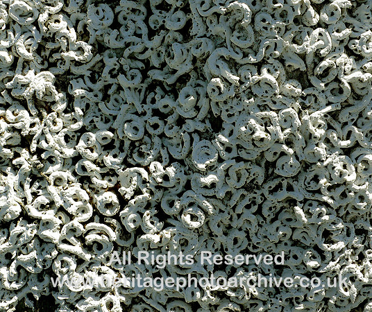 HRS 6589 Fetlar, worm casts 2006