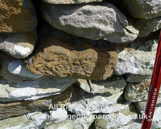 Holker, Quarry Flat wall Sigillaria in red sandstone