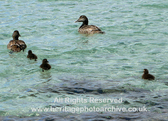 HRS 6569 Eider Ducks, Sumburgh 2006