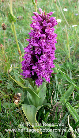 HRS 6581 Broad-leaved Marsh Orchid, Unst 2006