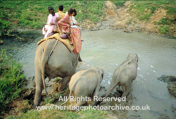 HRS 959 Assam, Elephant crossing stream, Kaziranga NP 1995
