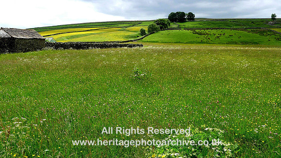 HRS 6779 Garrigill, summer meadow