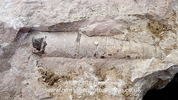 Carboniferous, South Furness, Orthocone nautiloid