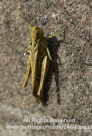 HRS 10843 Flookburgh, Grasshopper Flookburgh