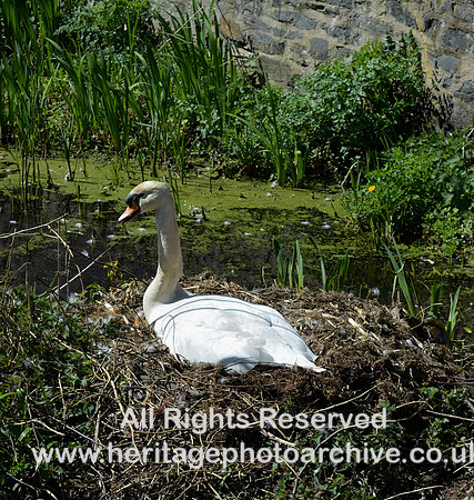 HRS 11548 Radcliffe, MBBC swan on nest 20 April 2023