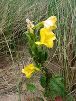 HRS 580  Common evening primrose Newborough, Anglesey