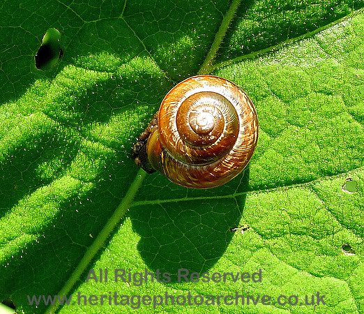 HRS 6674 Snail,  Langcliffe, Settle July 2013