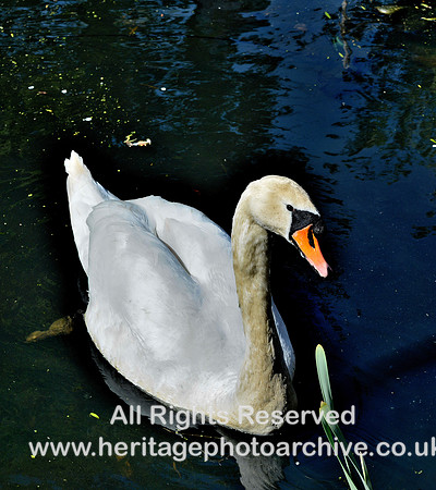 HRS 11549 Radcliffe, MBBC, swan 20 April 2023