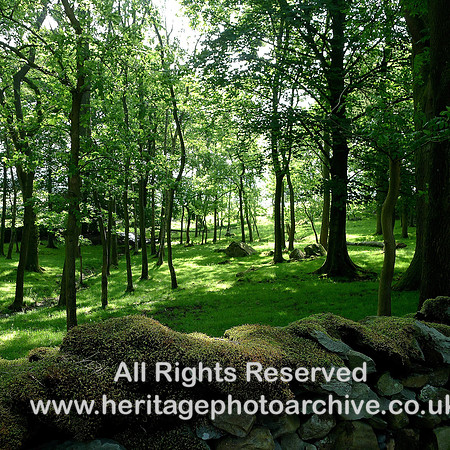 HRS 6671 Norber, Erratics in woodland plantation