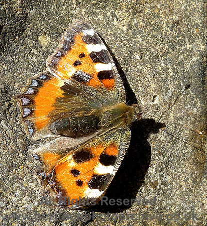 HRS 6849 Small tortoise butterfly