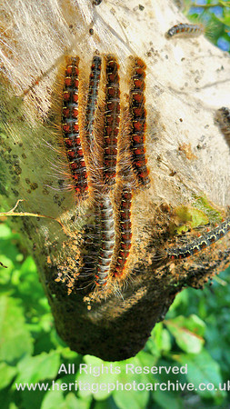 HRS 7452 Eggar Caterpillars, Flookburgh