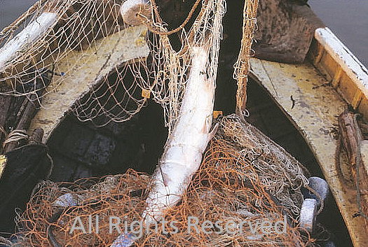 A Netted salmon