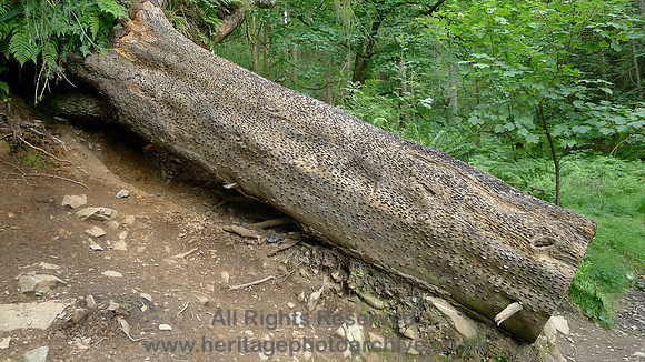 HRS 7287 Tarn Hows, the coin tree