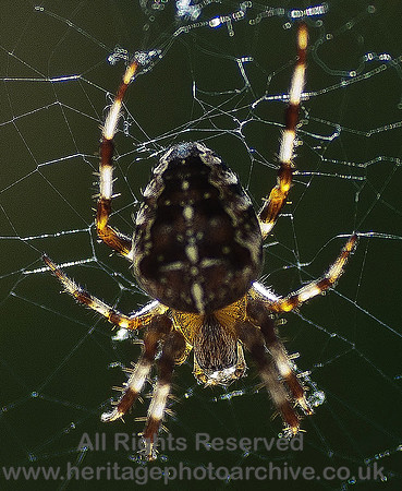 HRS 6853 Garden Spider, Flookburgh
