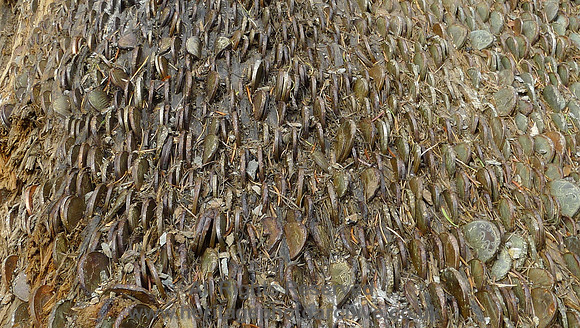 HRS 7288 Tarn Hows, the Coin Tree
