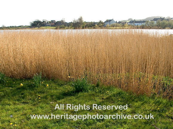 HRS 7484 Great Urswick tarn reeds
