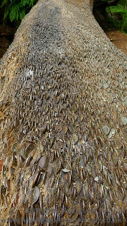 HRS 7289 Tarn Hows, The Coin Tree