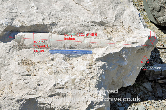 Orthocone nautiloid