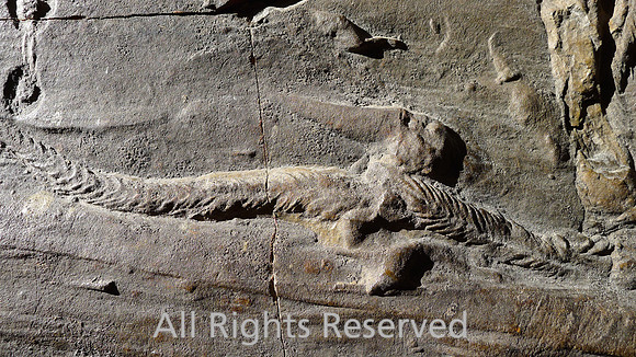 HRS 2329 Carboniferous, Trace fossil trilobite trail Close up