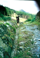 Sledge and cart scour marks -ruts July 1998