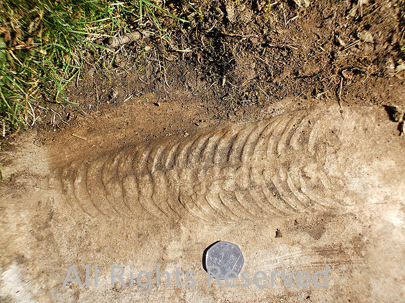 Nautiloid