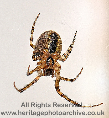 HRS 6852 Garden Spider, Flookburgh