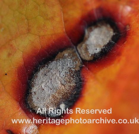 HRS 6850 Autumn lead mould