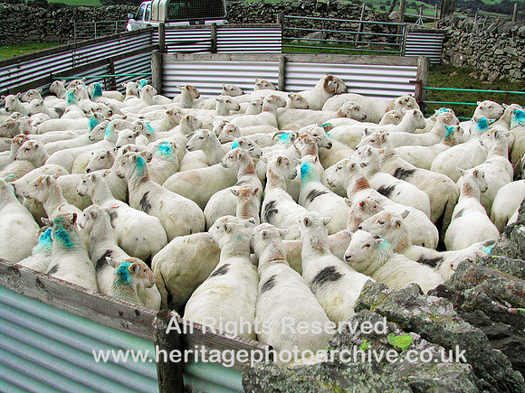 HRS 1236 Ysbyty Ifan sheep
