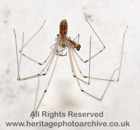 HRS 6854 Harvester spider with prey