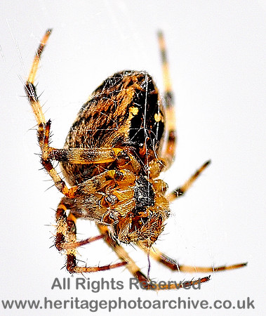 HRS 6851 Garden Spider - by a thread - Flookburgh