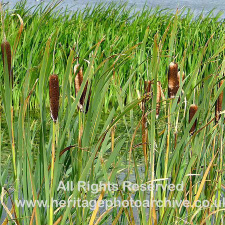 HRS 7508 Great Urswick tarn, bull-rushes