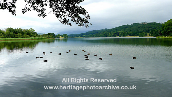 HRS 7470 Esthwaite ducks and calm water