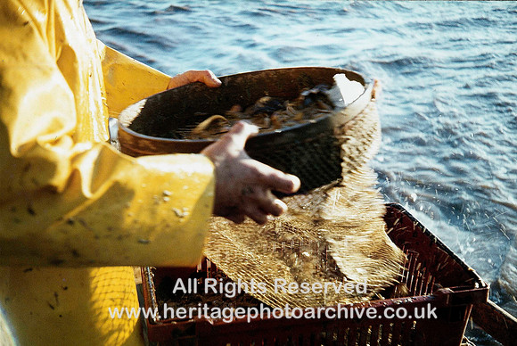HRS 3390 Southport, Shrimping, Riddling the catch 1981