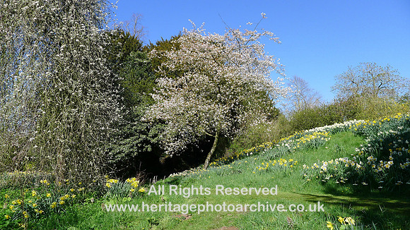 HRS 9027 Morland, spring flowers in old quarry L1150233