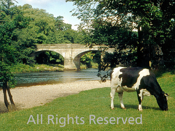 Lune near Lancaster cow 1966