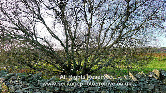 HRS 7825 Tree in old quarry hole near Speel Bank