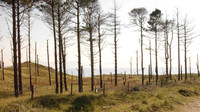 HRS 573 Newborough dunes