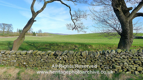 HRS 7918 Ireby, two trees and dry stone wall