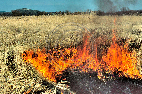 Reed burning Feb 1985