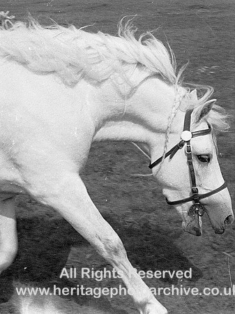 HRS 7943 White horse, Scotson Fold Farm, Radcliffe 1970s
