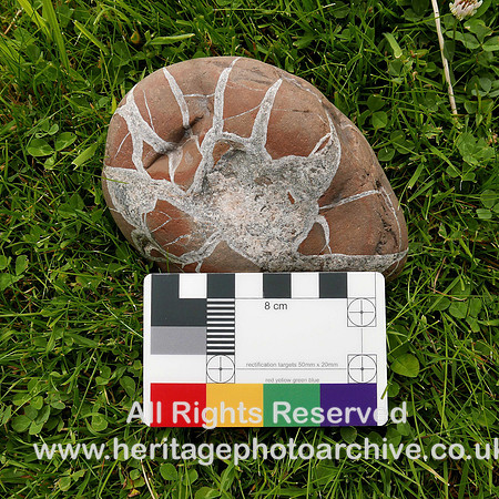 HRS 7962 Moat Scar, Septarian nodule