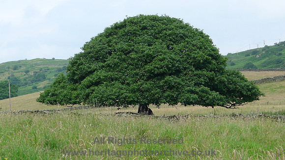 HRS 7984 Barber Green, Horse chestnut