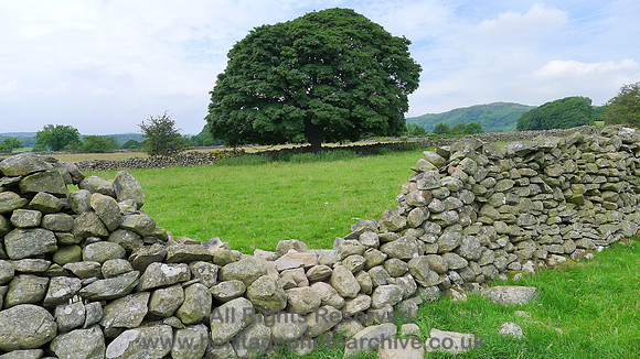 HRS 7986 Barber Green, wall and tree